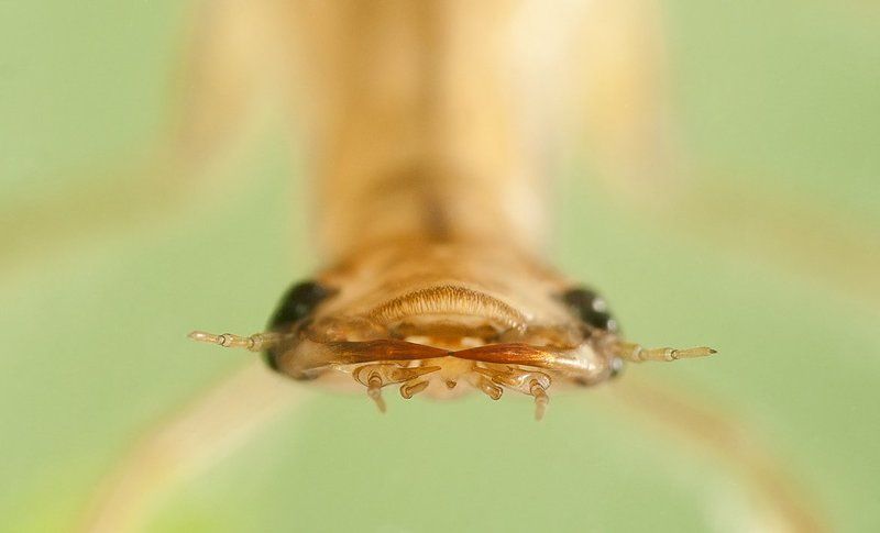 Голова личинки плавунцаphoto preview