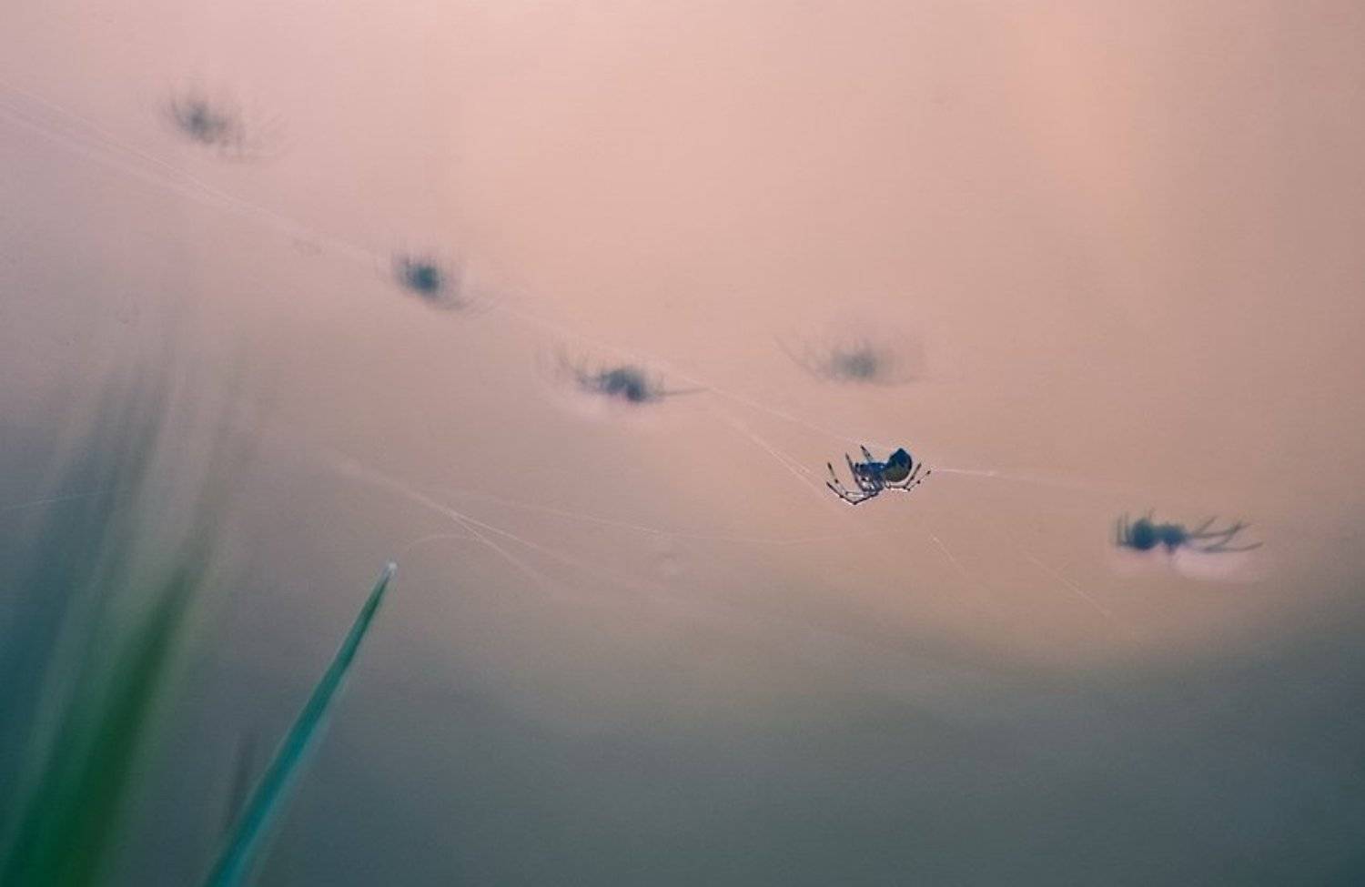 Паук, Паутина, Тень, Марина Мищенко