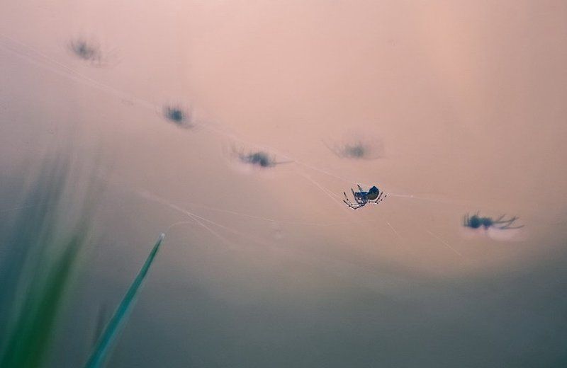 Паук, Паутина, Тень Тёмное прошлое как теньphoto preview