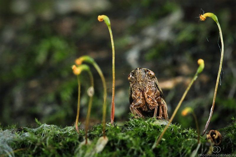 Макро, Пенница, Цикада На опушкеphoto preview