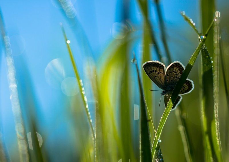 Расплескалась синева,расплескалась...photo preview