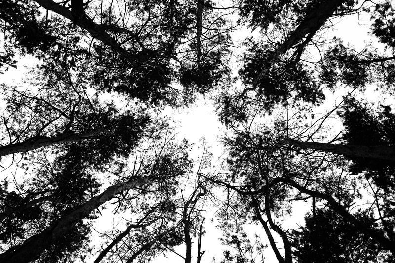 Black & white, Bw, Light, Nature, Trees Black linesphoto preview