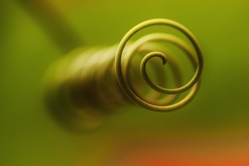 пассифлора Орган осязанияphoto preview