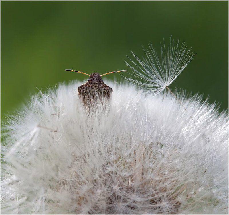 Часовойphoto preview