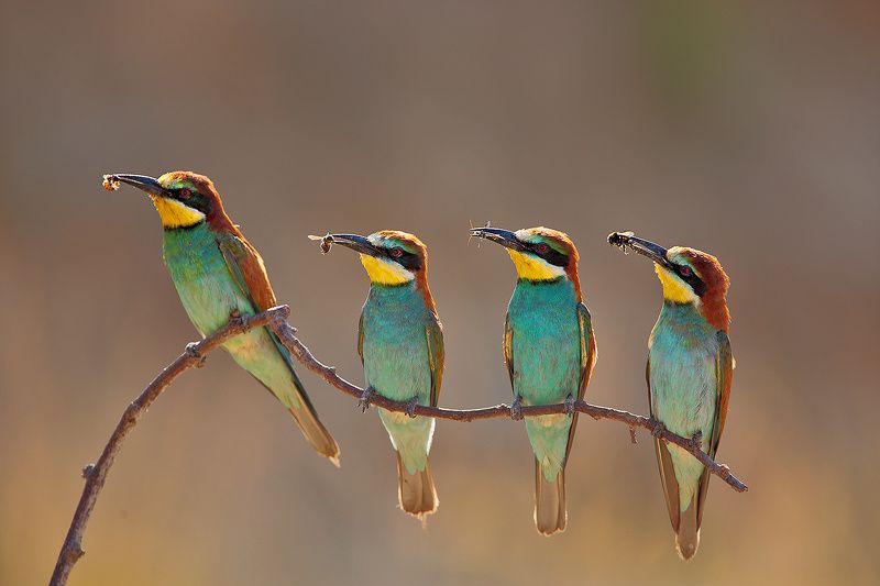 Щурки Отцы -кормильцы.photo preview