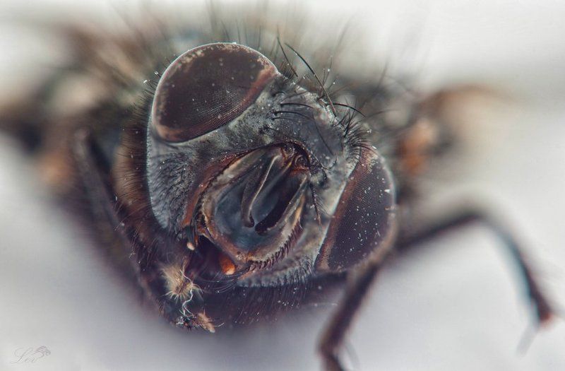 Муха, цветное фото, супер, макро, ужасы, насекомые, ЦЦ, журчалка, Fly , color photo , super macro , horror , insects, CC , hoverfly photo preview