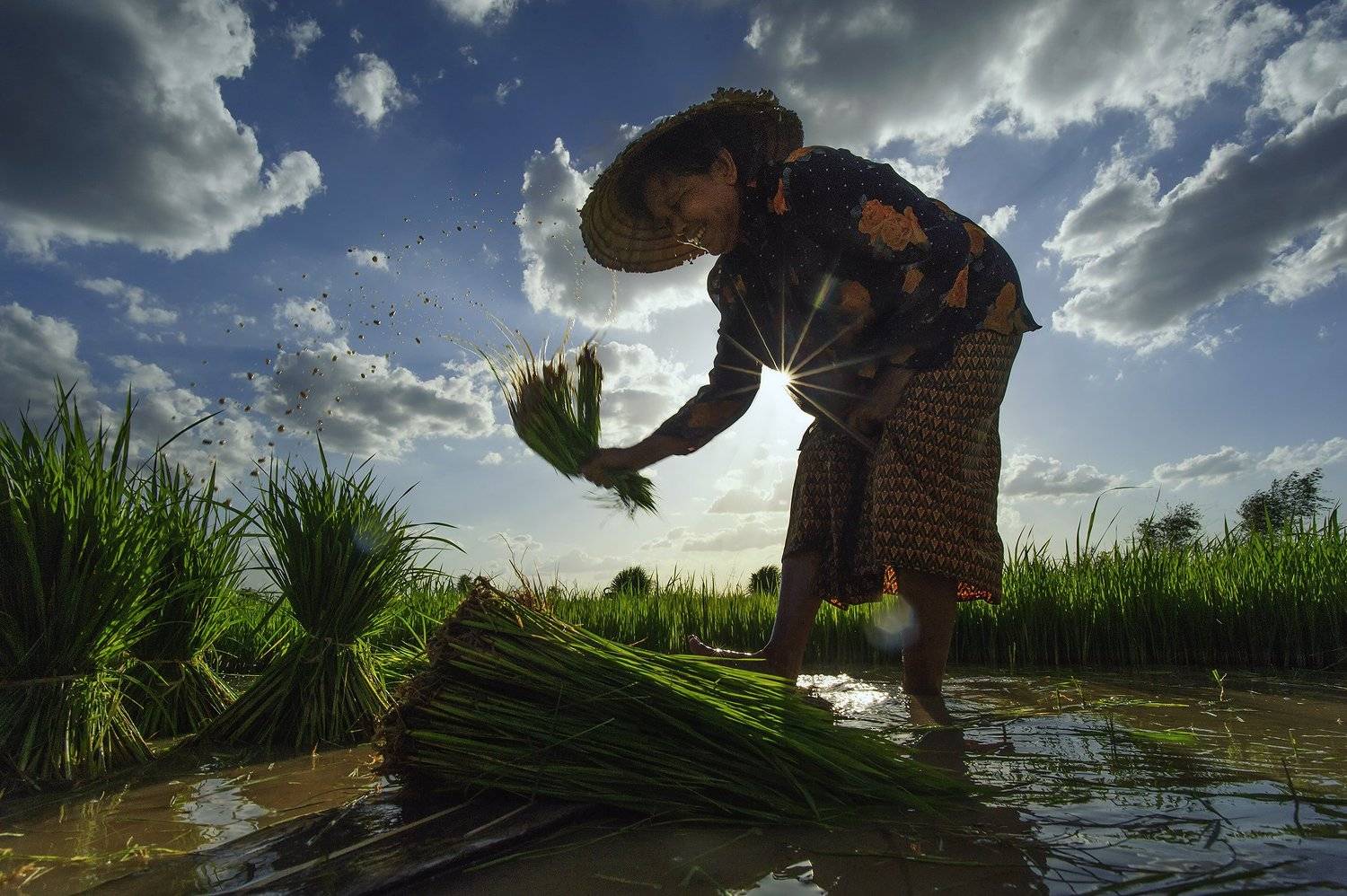 Asia, Asian, Farmer, Green, Light, Paddy, Rice, Sky, Water, Saravut Whanset