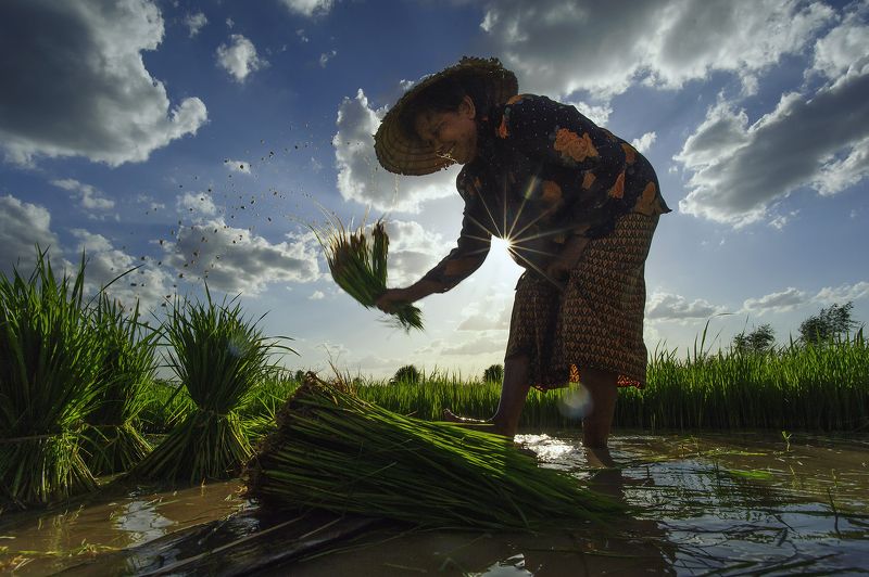 Asia, Asian, Farmer, Green, Light, Paddy, Rice, Sky, Water F a r m e rphoto preview