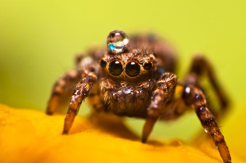 Паук-скакунphoto preview