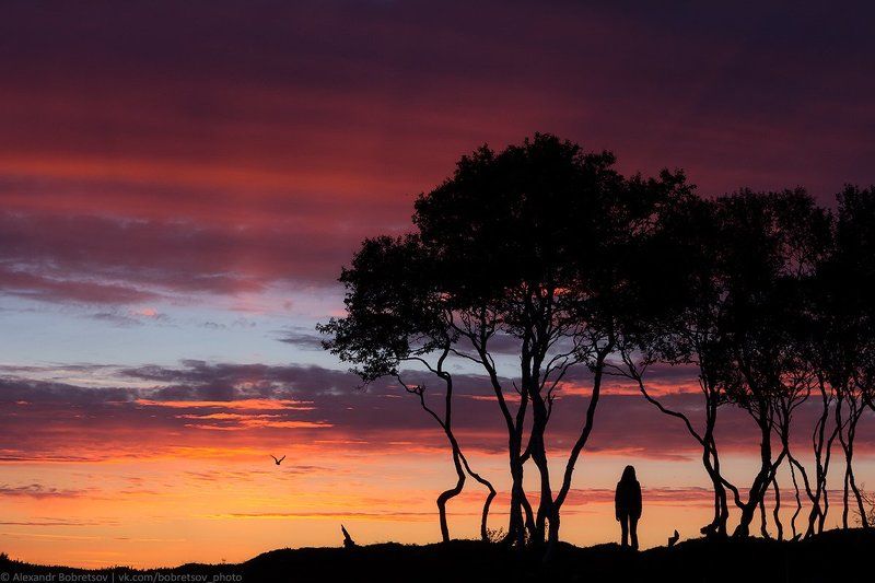 закат, лето, силуэт, соловки ***photo preview