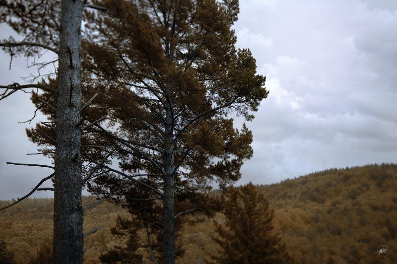 лес, яга, мрачно, облака, пугающе, осень, деревья, горы, листья, сухие, ветки, 45ts-e, художественная, съемка, обработка Лес бабы Яги фото превью