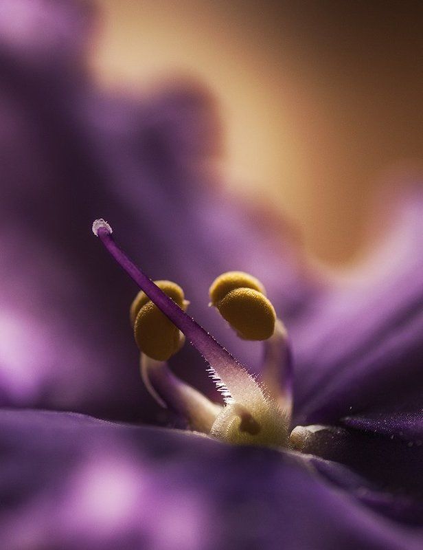 фиалка Children of Naturephoto preview