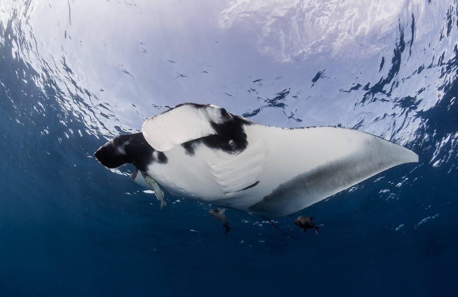 , Алексей Пупышев