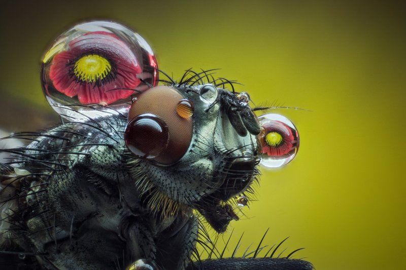 Макроphoto preview