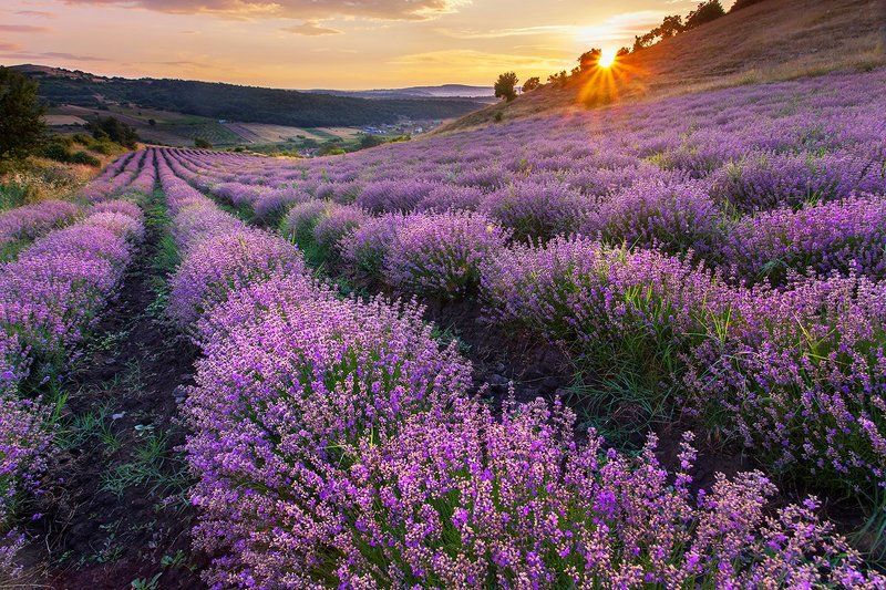 Болгария Лавандовый Вечерphoto preview