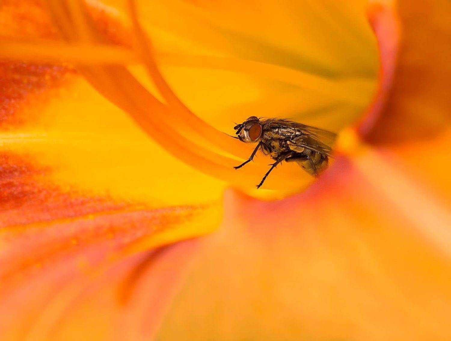 , Ирина Фурашова