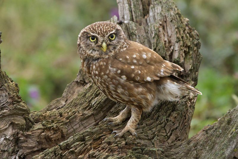 Сычикphoto preview