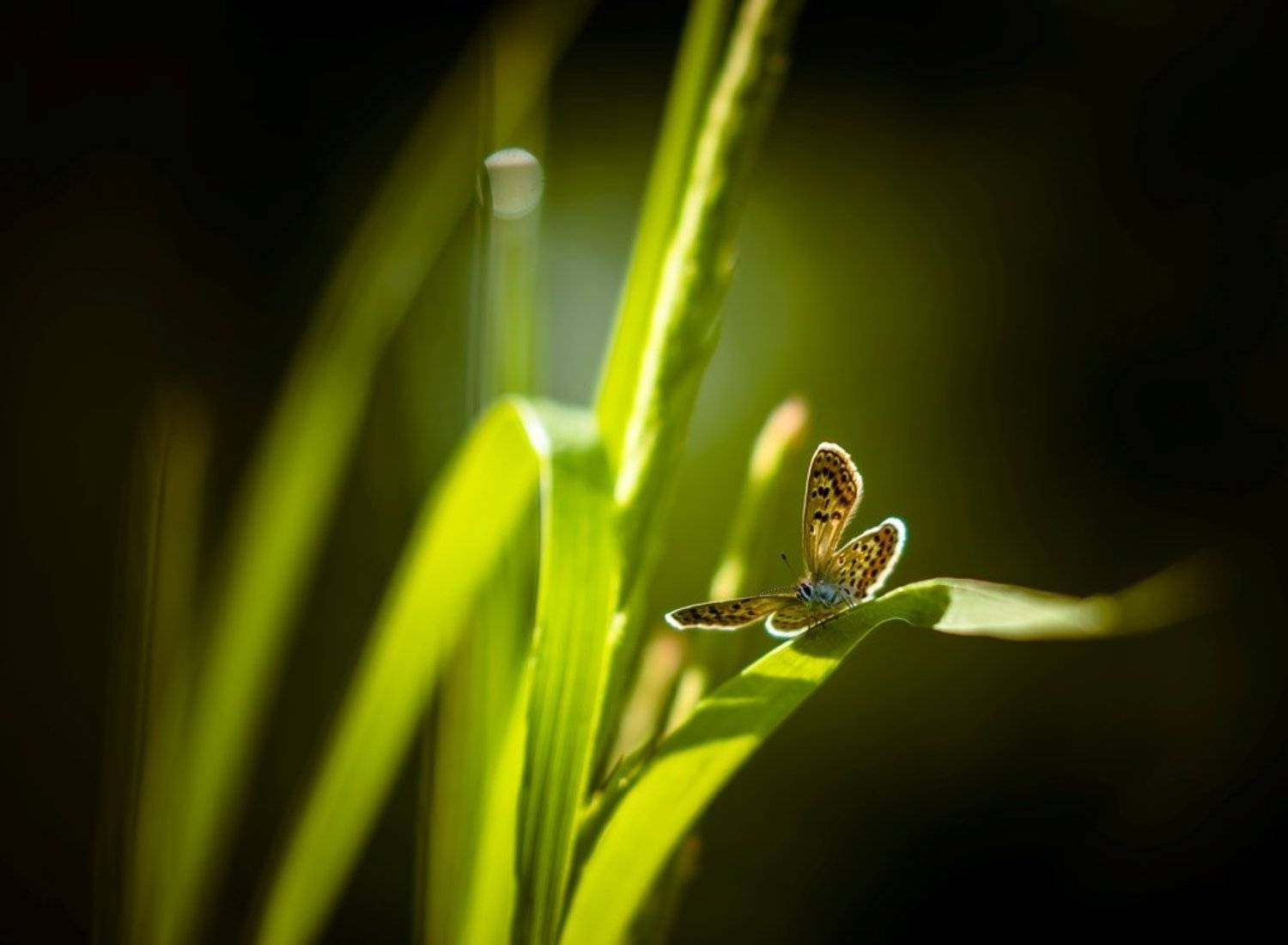 Небрежным росчерком пера.... Автор: Germanic , Germanic