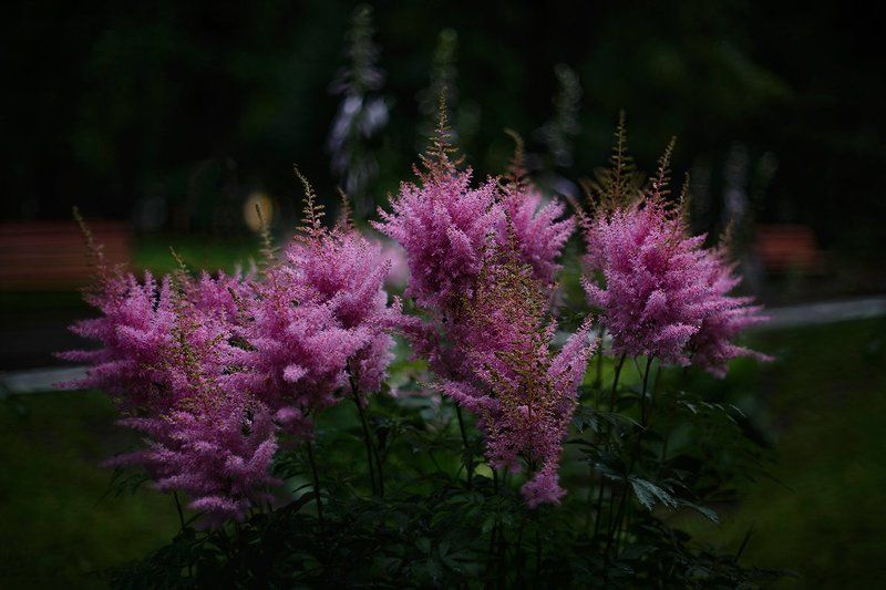 Astilba, Астильба, Парк, Пасмурно, Цветы пасмурно фото превью