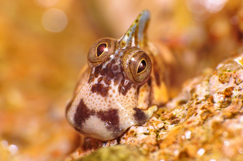 макро, портрет, природа, собачка, египет, прыгун, взгляд Портрет прыгунаphoto preview