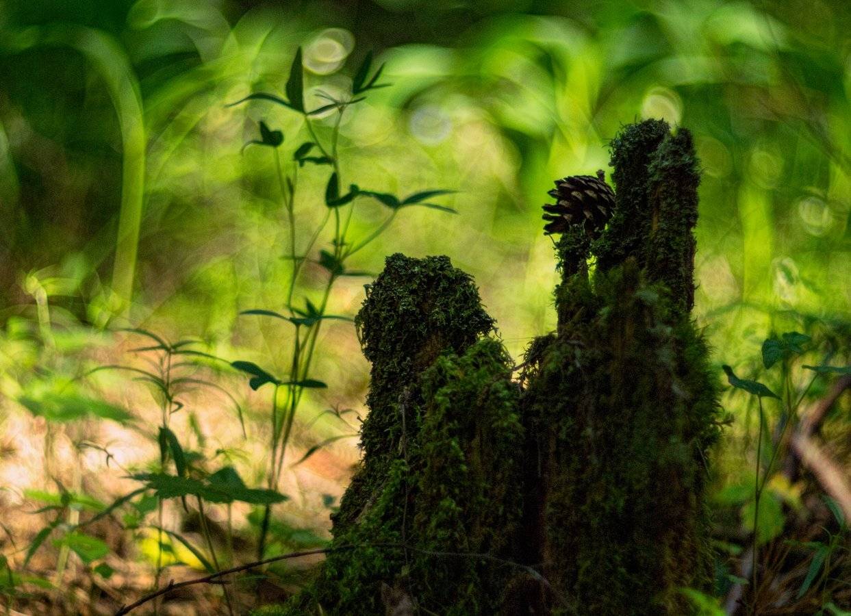 Лесные жители. Автор: Марина Брыдня , Марина Брыдня