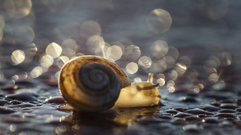 Макро, Улитка, Утро Утренняя прогулкаphoto preview