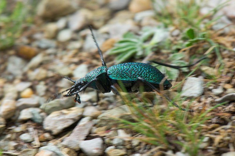 Крым, жук, насекомые, жужелица, Россия, макро, природа, carabus, crimea, wildlife, nature, macro, russia Спринтерphoto preview