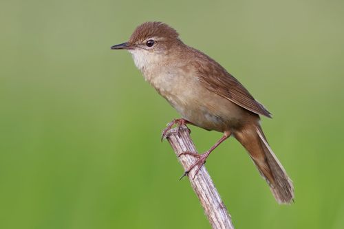 Qizlar porno hovuz yaxshi sifatli onlayn