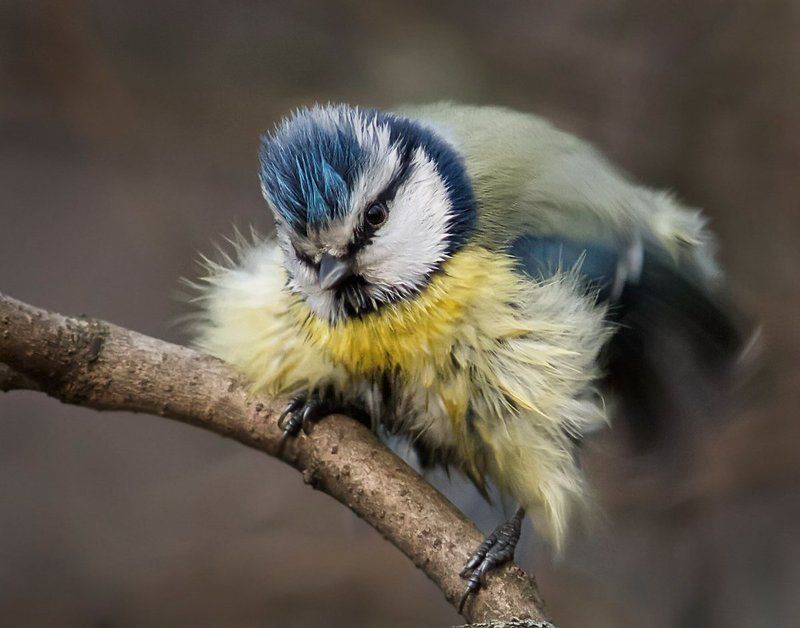 Кто сказал - РАСТРЁПА?photo preview