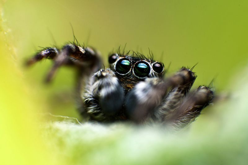 природа, макро, паук Инопланетянинphoto preview