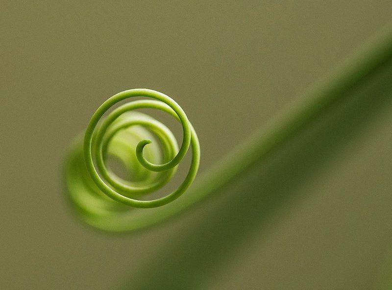 пассифлора Факсимилеphoto preview