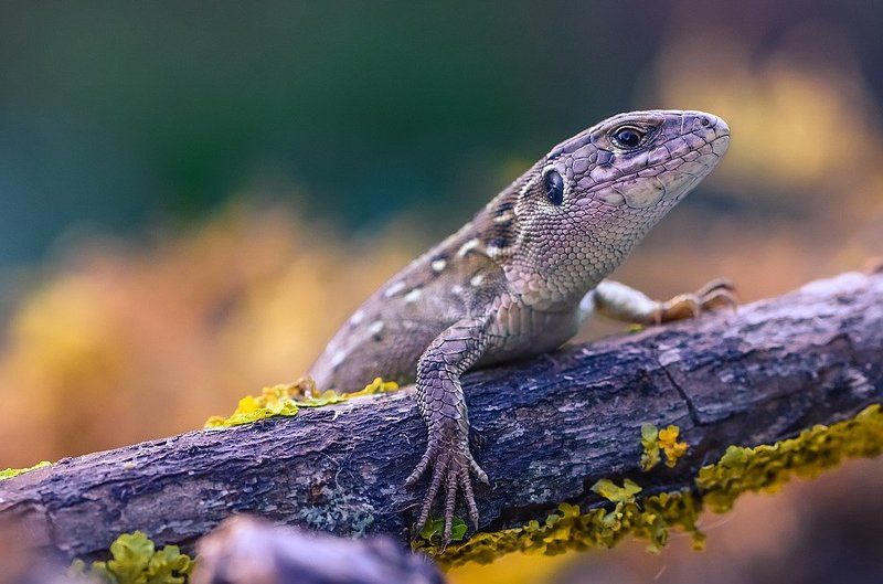 Суровый взгяд фото превью