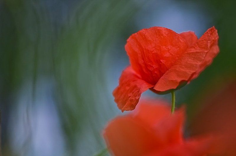 лето, мак, цветы Грацияphoto preview