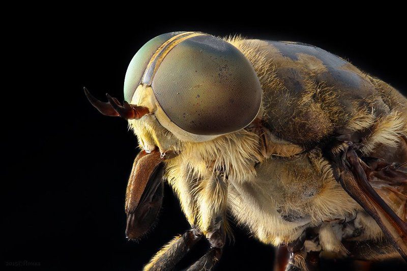 Портрет слепняphoto preview