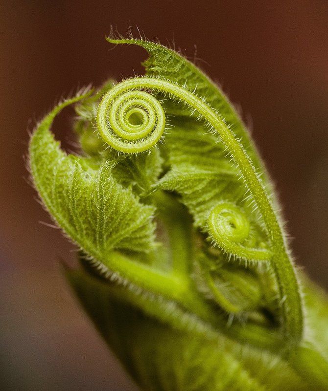 Личинка тыквыphoto preview