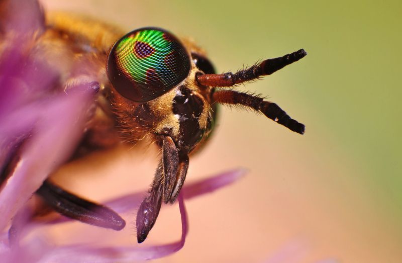 макро, природа, слепень, портрет Чудищеphoto preview