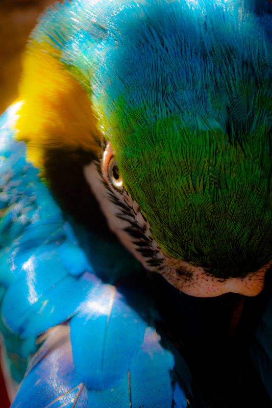 Guacamayaphoto preview