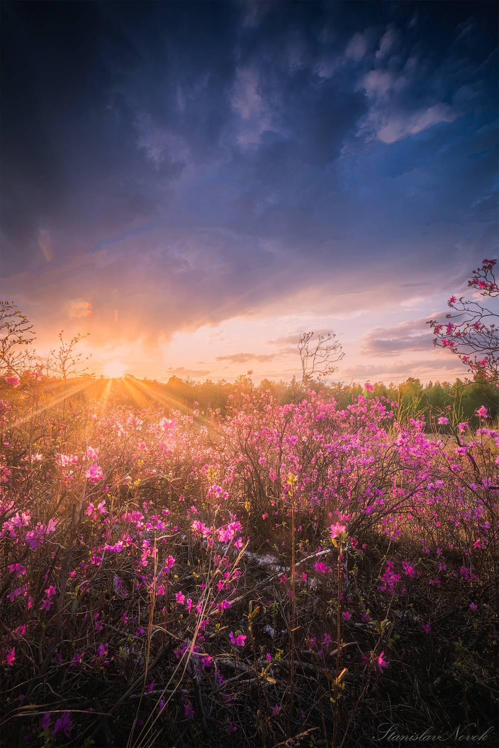 рододендрон, рододендрон даурский, чита, забайкальский край, багульник, забайкалье, Новокрещенов Станислав