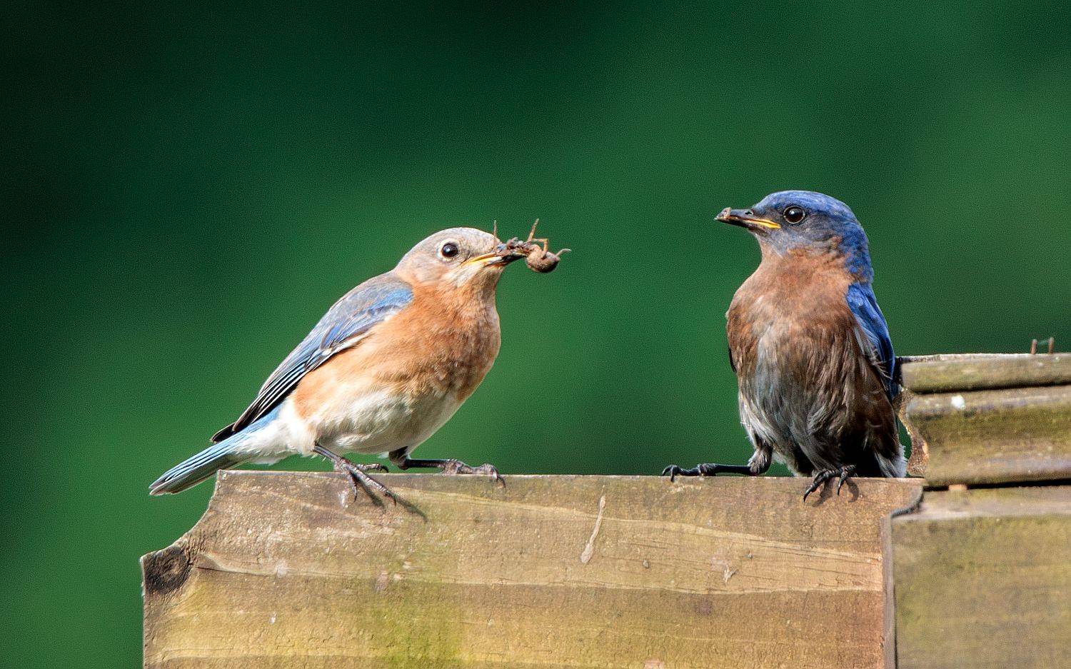 Восточная сиалия. Автор: Леонид Дьяченко , Леонид Дьяченко
