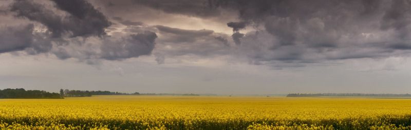 2023, беларусь, весна, май, облака, панорама, поля, рапс, рассвет, утро Пасмурная рапсодияphoto preview