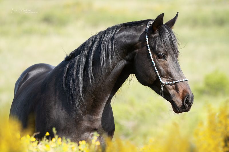 Лошадь, лошади  Парсуphoto preview