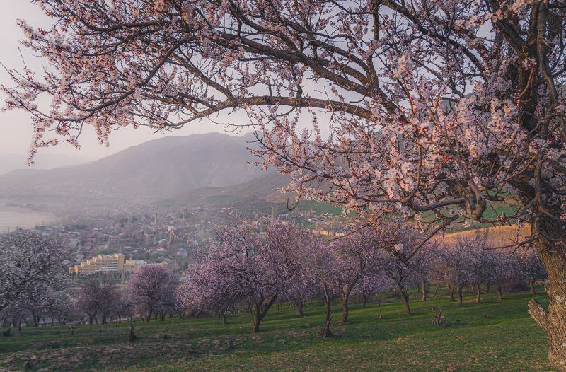 узбекистан, uzbekistan, урюк, цветение, чарвак Урюк цвететphoto preview