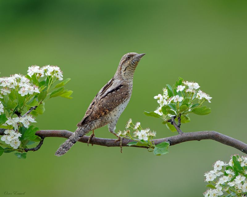 птицы вертишейка Вертишейкаphoto preview