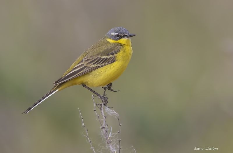 bird of prey, animal, birds, bird,  animal wildlife, nature, птицы, птица, western yellow wagtail, жёлтая трясогузка Жёлтые трясогузки, самец и самкаphoto preview