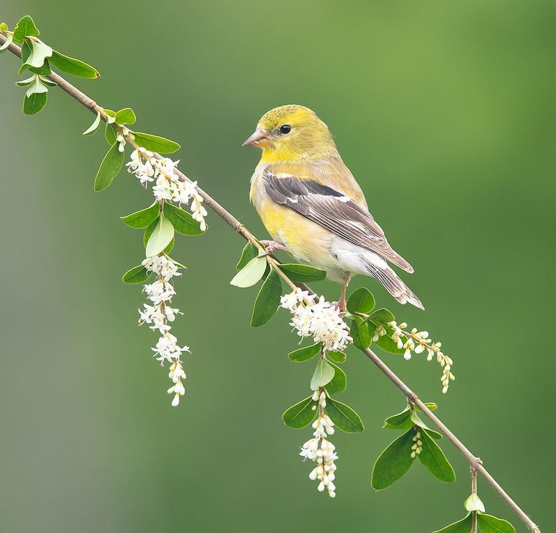 american goldfinch, американский чиж, чиж, весна American Goldfinch - Американский чижphoto preview