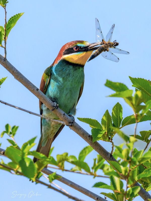 Щурка золотистаяphoto preview