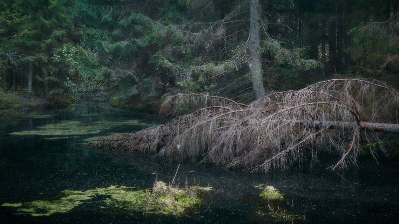 лес, весна, деревья, пейзаж В весеннем лесуphoto preview