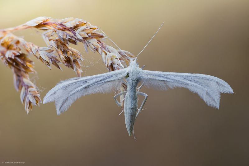 АНГЕЛphoto preview