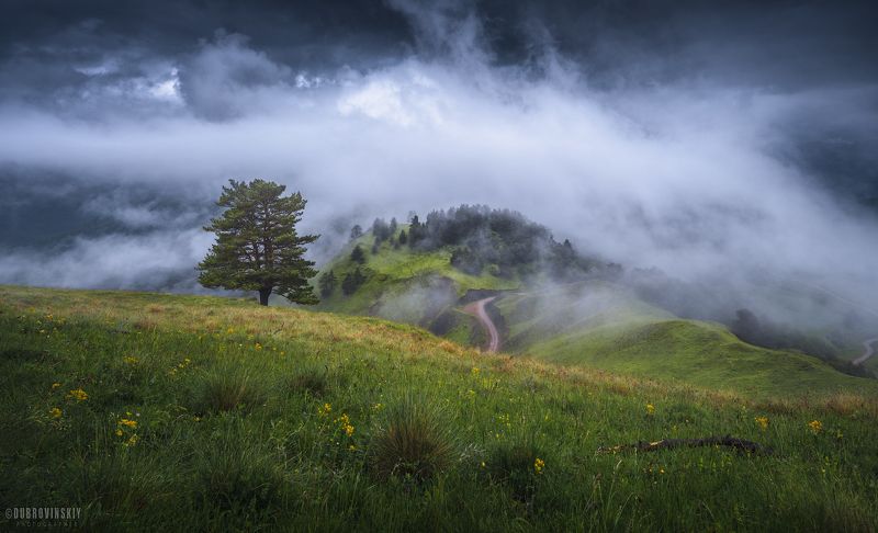 ингушетия, эрзи, горы, кавказ, облака, тучи, дерево. На границе неба.photo preview