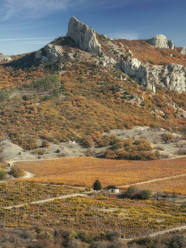 Виноградникphoto preview